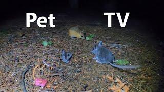 Saturday Morning Cartoons for Pets - 10 Hours of Mice at Night  - Sept 10, 2022