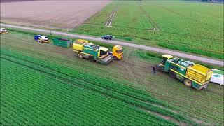 Ploeger BP 2100 / Harvesting beans / Grüne Bohnen ernten/ Sperziebonen oogsten / Oogstseizoen