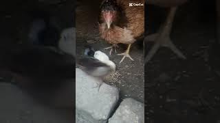 HEN CHICKS #SHORTS  |@AFAQ BUKHARI