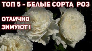 Белые розы 5 сортов. Белое восхищение! Покорят всех обильным цветением.