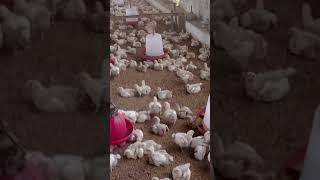 #pushpa #poultry