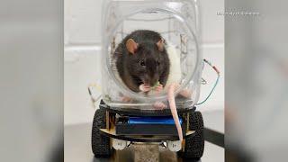 12/18/2024: Can Rats Learn to Drive?