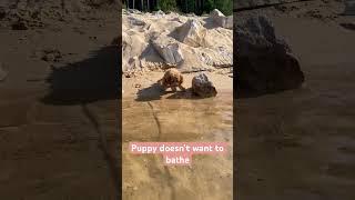 Puppy doesn’t want to bathe #пудель #pudel #poodle #puppyvideos #interesting #интересно #puppybath