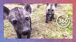 Hyenas Play at Their Den | Wildlife in 360 VR