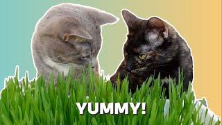 How to Grow Cat Grass from Seed!