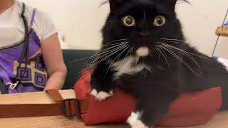 Cat sit on grandma’s bag. 猫がおばあちゃんのバッグの上に座ってしまって、お出かけが出来ません。