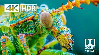 Best of 4K HDR 60fps Dolby Vision (4K Video) ULTRA HD #4k #4khdr