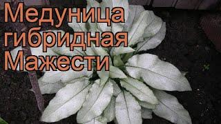 Медуница гибридная Мажести (pulmonaria hybridum)  обзор: как сажать, рассада медуницы Мажести