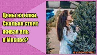 Цены на елки. Сколько стоит живая елка в Москве?