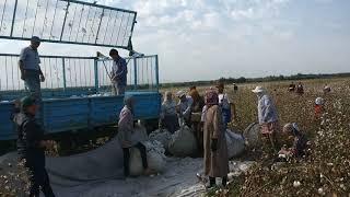 cotton picking in Uzbekistan TERRAVERDE-AG