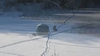 Зимняя прогулка на реку Раздельную. Бердск, Западная Сибирь