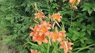 Ора лилейник - Hemerocallis aurantiaca. Видеопортрет растения. 2022