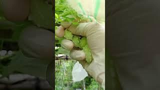 Picking bitter melons 18.06: Enjoying rural life, gardening & nature #rurallife #gardening #nature