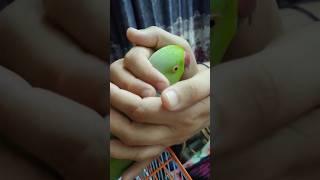 Super Talking Parrot