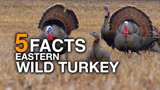 5 FACTS | Wild Turkey (True Facts)