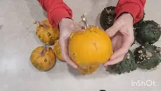 ОБЗОР/ ТЫКВА ДЕКОРАТИВНАЯ "АССОРТИ" из пакетика #pumpkin  #тыква  #обзор  #огород #village #деревня