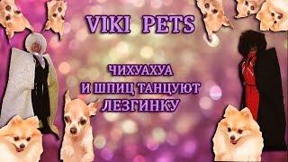 Чихуахуа и Шпиц танцуют лезгинкуПушистые историиFUNNY PETS.Cute puppies.슈앤트리 .Щеня