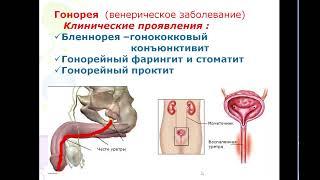 12.00 патогенные кокки