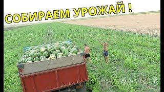 How to grow watermelons # 9 Harvest of watermelons Talisman f1