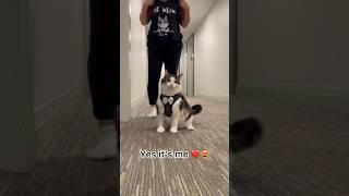 Elie got a new neighbors ️. The hallway drama never ends #catsofyoutube #shorts