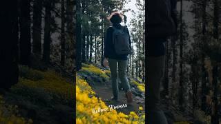 Path of yellow flowers #hikerslife #hikerlife #trekking #canaryislands #naturelovers #tenerife