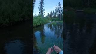 Fly fishing a serene stream in Montana with Reed #flyfishing #fishing #montana