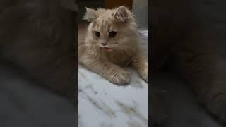 Mr leo & lily ful family in one  fram #kitten #cutecat #kittencuddles #meowmoe #viral #shorts #kitty