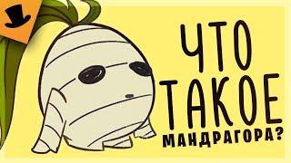 ЧТО ТАКОЕ МАНДРАГОРА | Don't Starve [16+]