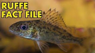 Ruffe: Fact File (British Wildlife Facts)