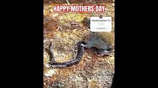 HAPPY MOTHERS DAY #fyp #shorts #viralvideo #respect #animals #nature #love #squirrel #funny #comedy