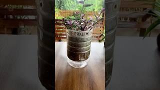 Creative craft plastic bottles into flower pots growing plants in garden