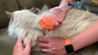 Stop the Shedding Madness! Bailey Brush: The Secret Weapon for Happy Cats and Clean Homes