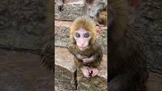 Baby Monkey  #wildlife #babymonkey #cold #wildliferescue #smartsocietymysteries