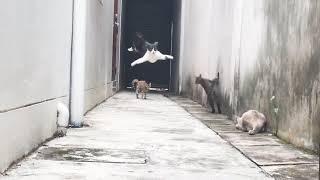 "Run" Cats in Alley Viral Video.