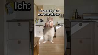 POV: Du hast Hitzefrei #katzenvideos  #lustig #katzen #katze #schule #shorts  #memes #comedy