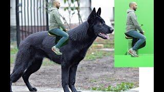 Giant Dog Green screen in After effects 2020