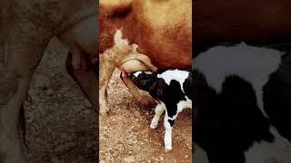 2022 Kurban bayramının ilk günü doğan buzağımız anne ineğin memesini emiyor. | BUZAĞI Bayram 