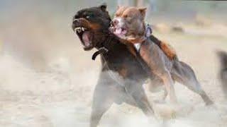 American Pitbull Vs Rottweiler Comparison | Rottweiler vs Pitbull In a Real Fight - PITDOG