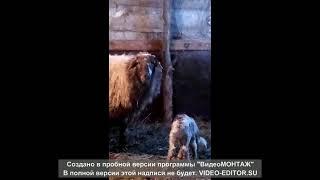 У нас прибавление  Родился ягнёнок/#жизнь в деревне