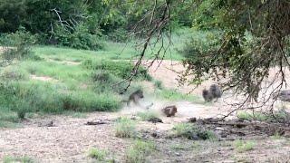 Male leopards fight as baboons watch