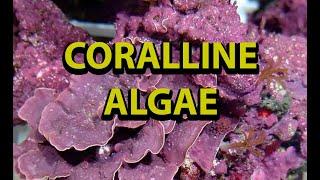 Coralline Algae In Reef Tanks