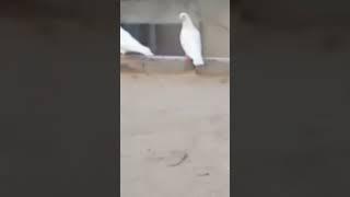 Kas kas ko mery Kabutar Pasand Hai vo Comment May MASHALLAH  lakhy ️#pigeon #aliwal#kabutars
