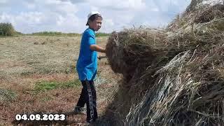 Шөп жинау. 04.08.2023 жыл