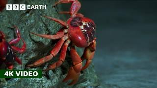 50 Million Red Crabs Take An Epic Trek to the Coast | Perfect Planet | 4K UHD | BBC Earth