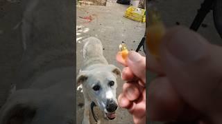 My Dog's Daily Omega-3 Supplement!