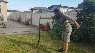 Snake Catcher Removes 'Giant' Eastern Brown Snake From Sydney Family's Garden