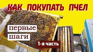 С чего начать пчеловодство Завести пчел. С самого начала. Покупка пчел  1 я часть