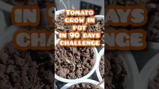 How to Grow Tomatoes in 90 days into a small fruit basket under grow lights #tomato #tomatoplantcare