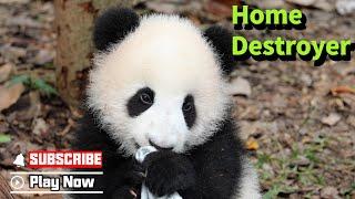 Panda Baby Showing Great Potential Of Becoming A Home Destroyer  | iPanda