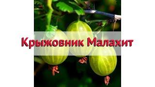 Крыжовник обыкновенный Малахит  Обзор: посадка и уход. крупномеры: описание и особенности